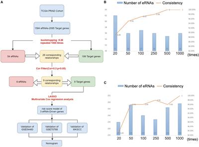 Frontiers | A Robust Prognostic Gene Signature Based On ERNAs-Driven ...